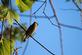 A cedar wax wing looks out onto a pond at Miller park.. Taken August 29, 2023 Miller park, Dubuque, IA by Veronica McAvoy.