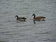 A pair of Canadian geese swim in the Mississippi River. 4/27/09 By Matt Berning