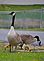 Goslings spend an afternoon outside in early May. Taken in Dubuque by Beth Jenn.