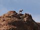 Mountain Goat's View. Taken March 2011 Gold Canyon, Arizona by Kay Schmitt.
