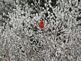 Cardinal surrounded by hoarfrost.. Taken Jan. 19, 2010 Rocky Hill Road, Galena, IL. by Dominic (Nick) Goodmann, III.