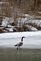 A goose walking on a semi-frozen lake. Taken 3/27/2011 Governor Dodge State Park by Alicia Sidlauskas.