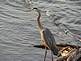 A great blue heron waits for a meal. 4/27/09 By Matt Berning