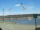 Gulls at boat landing. Taken 4/2/2011 McDonald Park boat landing by Joanne Sullivan.