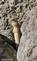 Thirteen-lined ground squirrel &quot;looks out&quot; from big rocks.. Taken October 15, 2023 O&#39;Leary&#39;s lake, Wisconsin by Veronica McAvoy.