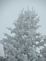 Heavy frost on tree top. Taken 01-18-10 outside of home by Shirley Behnke.