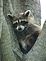 coon resting in tree. Taken june 4 peosta, ia by judith a simon.