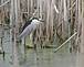 BLACK-CROWNED NIGHT HERON. Taken 07 - 27 - 09 HORICON MARSH WISCONSIN by Hugh McCarron.