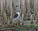 BLACK - CROWNED NIGHT HERON. Taken 07 - 27 - 09 HORICON MARSH WISCONSIN by Hugh McCarron.