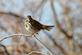 Song sparrow rests on a branch.. Taken Janaury 8, 2023 John Deere marsh, Dubuque, IA by Veronica McAvoy.