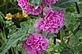 HollyHock in bloom. Taken 6-24-12 Backyard by Peggy Driscoll.