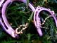 Two horseshoes, a rosery, and my class ring on iced over grassed. Taken This photo was taken 2/21/2011 Holy Cross, Ia  by Kaitlyn Rose Wolf.