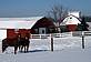 Horses on the Farm