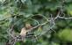 Branches "circle" around two female American goldfinches.. Taken September 16, 2023 Mines of Spain, Dubuque, IA by Veronica McAvoy.