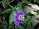 Passion Flower. Taken July 12,2009 By my pond by Kathy.