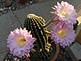 Blooming cactus. Taken July 13th 2009 My home by Kathy.