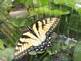 Eastern Tiger Swallowtail Butterfly recently hatched in neighbor's house (Julius Horvath, Galena) from potted geraniums brought indoors last fall.