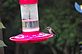 Hummingbird feeding on the feeder. Taken 8-10-12 Backyard by Peggy Driscoll.