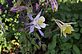 Multi color Columbine in Bloom. Taken 5-17-12 Backyard by Peggy Driscoll.