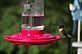 Hummingbird enjoying a drink at the feeder. Taken 5-17-12 Backyard in Dubuque by Peggy Driscoll.