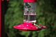 Hummingbird enjoying a drink at the feeder. Taken 5-17-12 Backyard by Peggy Driscoll.