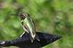 Hummingbird enjoying the day. Taken 5-25-12 Backyard by Peggy Driscoll.