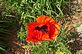 Orange Poppy in Bloom. Taken 5-25-12 Backyard by Peggy Driscoll.