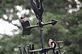 Hummingbird and wren on the Weather Vane together. Taken 5-25-12 Backyard by Peggy Driscoll.