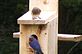 male and female blue bird on blue bird house. Taken 5-25-12 backyard by Peggy Driscoll.