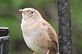 Wren singing on the weather Vane. Taken 5-25-12 Backyard by Peggy Driscoll.