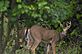 Buck playing peek-a-Boo. Taken 9-7-12 Backyard by Peggy Driscoll.