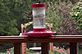 Hummingbird flying over the hummingbird feeder. Taken 9-7-12 Backyard  by Peggy Driscoll.