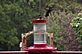 Hummingbird looking for a place to land. Taken 9-7-12 Backyard by Peggy Driscoll.
