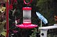 Two hummingbirds at war over the hummingbird feeder. Taken 9-5-12 Backyard by Peggy Driscoll.