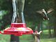 A hummingbird protecting his area on the feeder by hanging upside down fighting another hummer.... Taken August 2010 Looking outside my dining room window at our home by Leesa Bettcher.