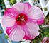 Hibiscus and a bee. Taken this weekend my backyard by Lorna.