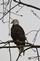 A bald eagle overlooks Heritage Pond in a tree. . Taken March 21, 2023 Heritage pond, Dubuque, IA by Veronica McAvoy.