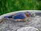 Bluebird bath time. Taken Sept 18, 2022 Dubuque County by Bob Kieffer.