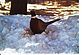 Pheasant in snow. Taken January 2010 Our back yard, Ihm Rd, Dodgeville, WI by Tricia Ihm.