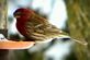 Little bird with seed. Taken On ground hogs day in my back yard by Sally Mihalakis.