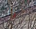 Cardinals in the snow. Taken December In myback yard  by Sheree Johnson.