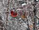 Winter wonderland. Taken December My backyard in Hanover by Sheree Johnson.