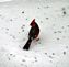 Cardinal. Taken Decemebr 2008 My backyard by Sheree johnson.