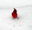 Cardinal. Taken December 2008 My backyard by Sheree Johnson.