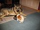 MoJo showing Hannah who the alpha dog is. Taken at Hannah's dinnertime in the kitchen by Phyllis.