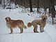 Josie & Cade. Taken January 16, 2010 Heritage Trail by Deb Kueter.