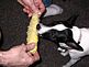Rat Terrier Missy loves corn on the cob.. Taken 8/10/09 Dubuque by Karen