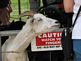 Watch your purse!. Taken summer at the fair by Linda Dolphin.