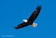 Bald Eagle. Taken February 3, 2013 Lock & Dam #11 by Randy Trenary.