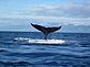 Humpback Whale. Taken January 2011 Hawaii by Carly Stork.